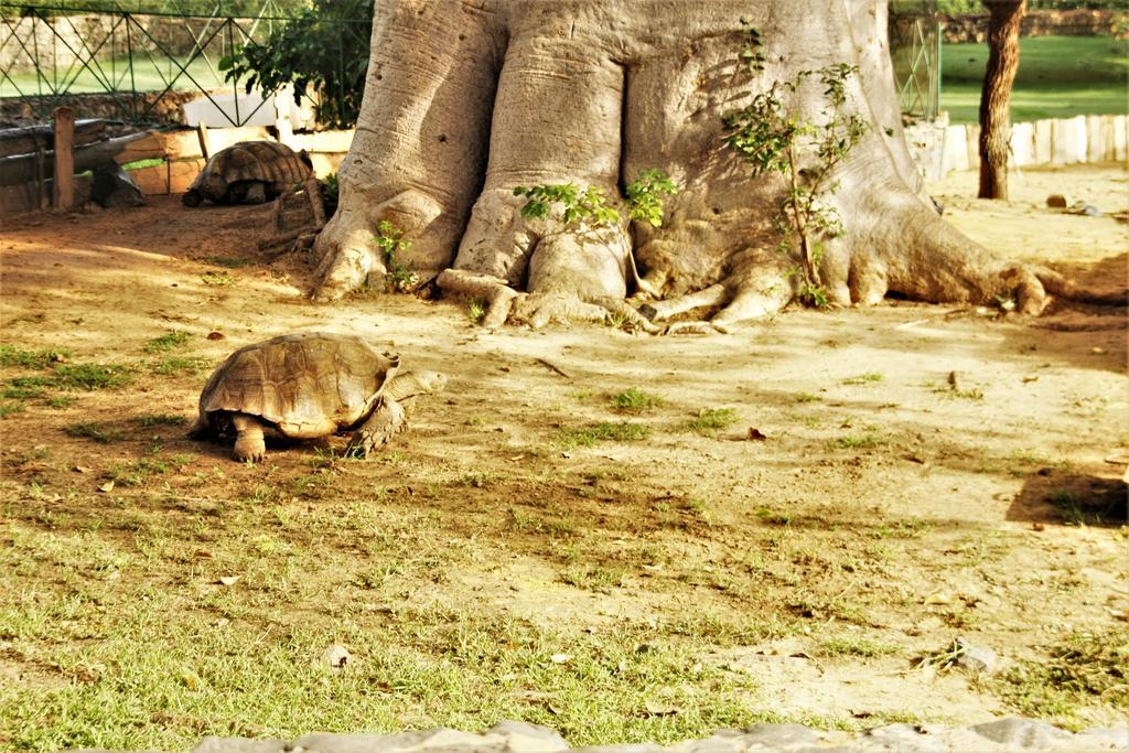 Africa 6 Plage Somone Luaran gambar